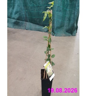 Clematis 'Midori' RP 1,6 L